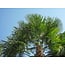 Chinese Fan Palm (Trachycarpus fortunei) - European Hardy Palm - 25 Seeds