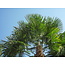 Chinese Waaierpalm (Trachycarpus fortunei) - Europese Winterharde Palm - 25 Zaden