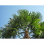 Chinesische Fächerpalme (Trachycarpus fortunei) - Europäische winterharte Palme - 25 Samen