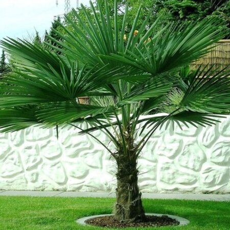 Chinese Waaierpalm (Trachycarpus fortunei) - Europese Winterharde Palm - 25 Zaden