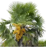 Chinesische Fächerpalme (Trachycarpus fortunei) - Europäische winterharte Palme - 25 Samen