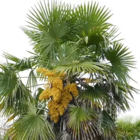Chinesische Fächerpalme (Trachycarpus fortunei) - Europäische winterharte Palme - 25 Samen
