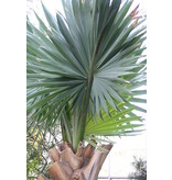 Bismarckpalme (Bismarckia Nobilis) Seltene Palme aus Madagaskar - 2 Samen