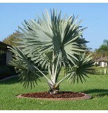 Bismarck Palm (Bismarckia Nobilis) Rare Palm From Madagascar - 2 Seeds