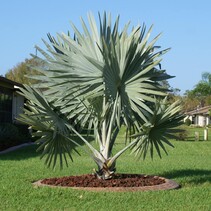 Bismarck Palm (Bismarckia Nobilis) - 2 Seeds