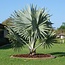 Bismarck Palm (Bismarckia Nobilis) Zeldzame Palm Van Madagaskar - 2 Zaden