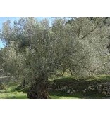 Europäischer Olivenbaum (Olea Europa) - Winterhart - Mittelmeeranbau - Olivenöl - 10 Zaden