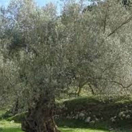 Europäischer Olivenbaum (Olea Europa) - Winterhart - Mittelmeeranbau - Olivenöl - 10 Zaden