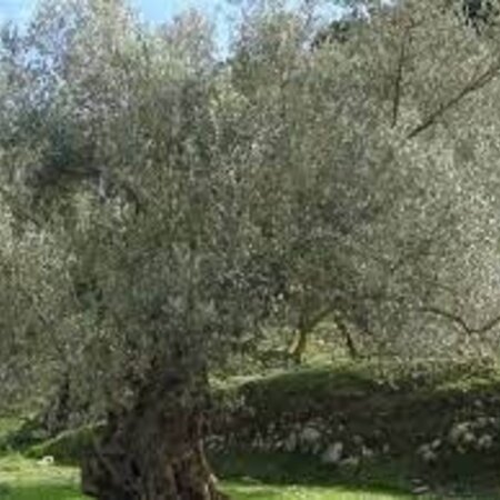 Olive Tree (olea europea)