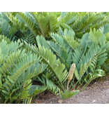 Mexican Palm (Zamia Furfuracea) - 10 Seeds