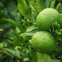Limoenplanten (Citrus "Aurantifolia") 3 Planten