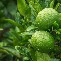 Limoneenplanten (Citrus "Aurantifolia") 3 planten