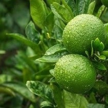 Limoenplanten (Citrus "Aurantifolia") 3 Planten