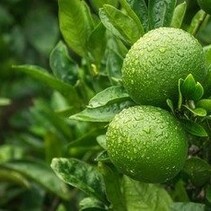 Limoneenplanten (Citrus "Aurantifolia") 3 planten