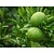 Limoenplanten (Citrus "Aurantifolia") 3 Planten