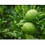 Lime plants (Citrus "Aurantifolia") Fragrant Plants - Citrus Plants - Sunny Place - 3 Plants