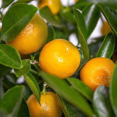Sinaasappelplanten - Citrus "Mitis" Calamondin - Citrusplanten - 3 Planten