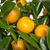 Sinaasappelplanten - Citrus "Mitis" Calamondin - 3 Planten