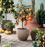 Citrus Planten Mix - 3 Planten - Limoen - Citroen en Sinaasappel - Mediterrane Planten