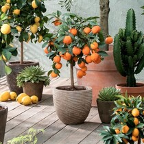 Mix van 3 Citrus Planten - Limoen - Citroen en Sinaasappel