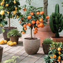 Mix of 3 Citrus Plants - Lime - Lemon and Orange