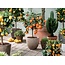 Citrus Planten Mix - 3 Planten - Limoen - Citroen en Sinaasappel - Mediterrane Planten