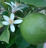 Citrus Plant Mix - 3 Plants - Lime - Lemon and Orange - Mediterranean Plants