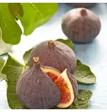 Fig Plants "Ficus Carica" - Mediterranean Plants - Sweet Fruits - 3 Plants