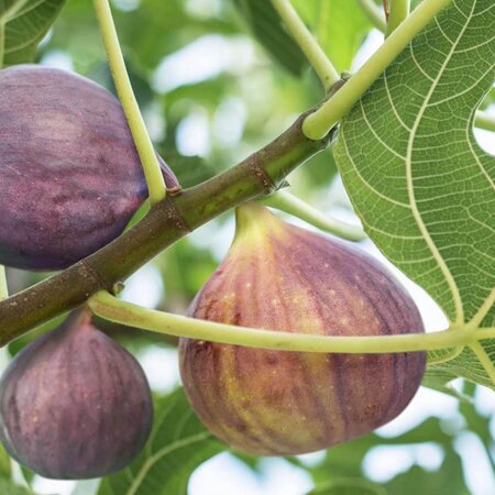 Vijgen Planten "Ficus Carica" - Mediterrane Planten - Zoete Vruchten - 3 Planten