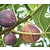 Fig - 3 Plants "Ficus Carica"