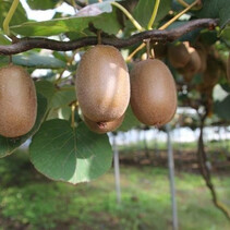 Kiwi "Jenny" - 3 Plants