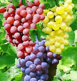 Grape Plants Mix - 3 Plants (Blue, White and Red Grapes) - Climbing Plant - Small Fruit