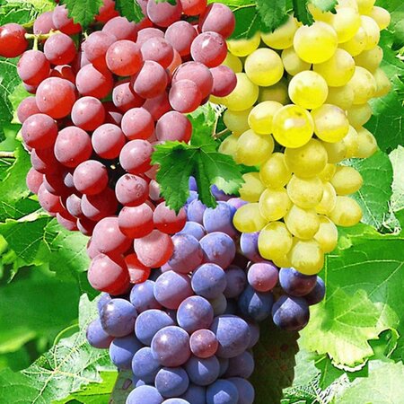 Grape Plants Mix - 3 Plants (Blue, White and Red Grapes) - Climbing Plant - Small Fruit