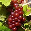 Set Of 3 Grape Plants - Red Grapes - Seedless - Climbing Plant - Small Fruit