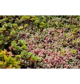 ECOstyle Sedum AZ - 800 Gr. - Fertiliser For Green Roofs - You definitely need this!