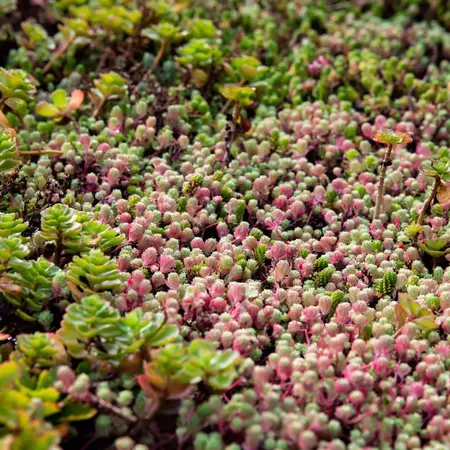 ECOstyle Sedum AZ - 800 Gr. - Fertiliser For Green Roofs - You definitely need this!