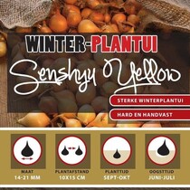 Winter Onion sets Senshyu Yellow 250g