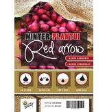 Winter Plantuien Red Arrow 250 Gram - Rode Uien - Moestuin