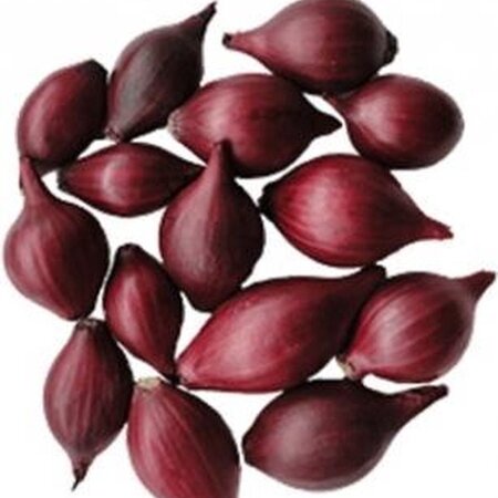 Winter Plantuien Red Arrow 250 Gram - Rode Uien - Moestuin