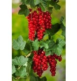 Red Currants - 3 Plants - Fruit Plants - Small Fruit - Height 25 - 35 cm.