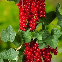 Red Currants - 3 Plants