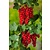 Red Currants - 3 Plants