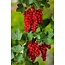 Red Currants - 3 Plants - Fruit Plants - Small Fruit - Height 25 - 35 cm.