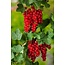Rode Aalbessen - 3 Planten - Fruitplanten - Kleinfruit - Hoogte 25 - 35 cm.