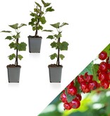 Rode Aalbessen - 3 Planten - Fruitplanten - Kleinfruit - Hoogte 25 - 35 cm.
