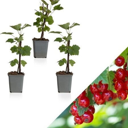 Red Currants - 3 Plants - Fruit Plants - Small Fruit - Height 25 - 35 cm.