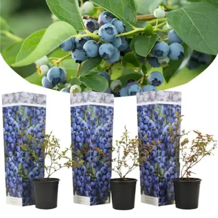 Blauwe Bessen - 3 Planten - Bosbessen - Fruitplanten - Kleinfruit - Hoogte 25-40 cm.