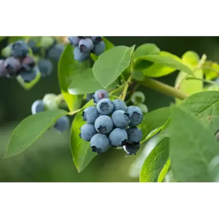 Blueberries - 3 Plants - Fruit plants - Small fruit - Height 25-40 cm.