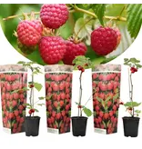 Himbeerpflanzen - 3 Pflanzen - Himbeerstrauch - Obstpflanzen - Höhe 25-40cm