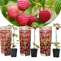 Raspberry plants - 3 Plants